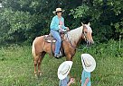 Missouri Fox Trotter - Horse for Sale in Marshfield, MO 65706 Missouri Fox Trotter - Horse for Sale in Marshfield, MO 65706