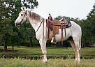 Missouri Fox Trotter - Horse for Sale in Natchez, MS 39120 Missouri Fox Trotter - Horse for Sale in Natchez, MS 39120