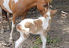Individual - Mare in Bradyville, TN Individual - Mare in Bradyville, TN
