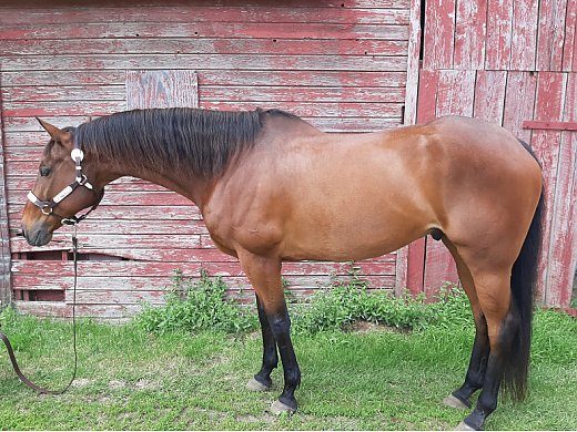 Omega ~ Big, Handsome OTTB