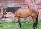 Thoroughbred - Horse for Sale in Newport, WA 99156 Thoroughbred - Horse for Sale in Newport, WA 99156