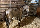 Latte - Mare in Milnor, ND Latte - Mare in Milnor, ND