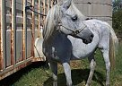 Arabian - Horse for Sale in Hannover, ND 58563 Arabian - Horse for Sale in Hannover, ND 58563