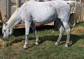 Arabian (Arabian, Mare) in Hannover, ND