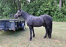 Tennessee Walking - Horse for Sale in Adell, WI 53001-14