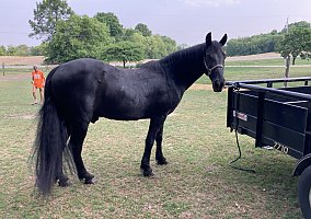 Tennessee Walking (Tennessee Walking, Gelding) in Adell, WI
