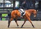 Dutch Warmblood - Horse for Sale in Allentown, NJ 08501 Dutch Warmblood - Horse for Sale in Allentown, NJ 08501
