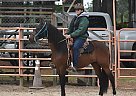 Paso Fino - Horse for Sale in Sumter, SC 29153