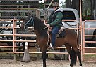 Paso Fino - Horse for Sale in Sumter, SC 29153 Paso Fino - Horse for Sale in Sumter, SC 29153