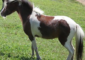 Shetland Pony (Shetland Pony, Gelding) in Westport Is., ME