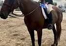 Nalah - Mare in Fremont , OH Nalah - Mare in Fremont , OH