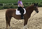 Paris - Gelding in Ottawa, ON Paris - Gelding in Ottawa, ON