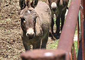 Donkey (Donkey, Stallion) in Monett, MO