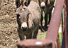 Donkey - Horse for Sale in Monett, MO 65708