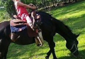 Quarter Horse (Quarter Horse, Mare) in Andover, MN