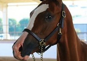 Flashy 1/2 Arab for Sale National Show Mare