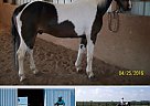 For Sale Morgan Gelding