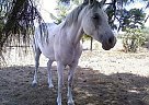 Arabian Mare for Sale in Bastrop, Texas Arabian Mare for Sale in Bastrop, Texas