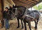 Prince and King - Gelding in Revestoke, BC Prince and King - Gelding in Revestoke, BC