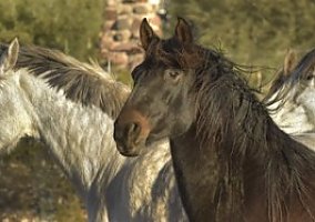 Andalusian / PRE (Andalusian / PRE, Mare) in Cave Creek, AZ