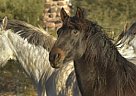 Andalusian - Horse for Sale in Cave Creek, AZ 85331