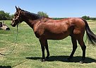 Quarter Horse - Horse for Sale in Weatherford, TX 76088