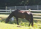 - Mare in Kingston, WA - Mare in Kingston, WA