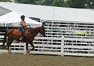Kid Safe 21 Year old Mare for Sa... Quarter Horse Mare