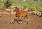 Pony Stallion for Sale in Okotoks, Alberta Pony Stallion for Sale in Okotoks, Alberta