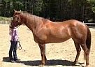 Quarter Horse - Horse for Sale in north-pembroke, MA 02359