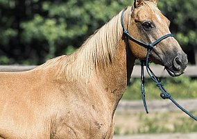 Quarter Horse (Quarter Horse, Gelding) in Montgomery, TX
