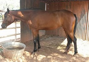 Arabian (Arabian, Mare) in Wichita Falls, TX