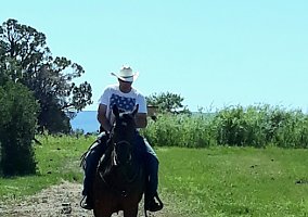 Quarter Horse (Quarter Horse, Gelding) in Durango, CO
