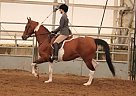 Bling Bling - Part-Bred Arabian ... National Show Mare