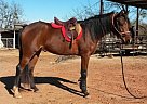 2011 AHA Afternoon Delight Arabian Mare