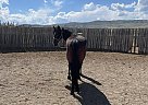 Dusky - Gelding in Livingston, MT Dusky - Gelding in Livingston, MT
