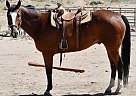 Other - Horse for Sale in Spanish Springs, NV 89441