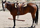 Other - Horse for Sale in Spanish Springs, NV 89441 Other - Horse for Sale in Spanish Springs, NV 89441
