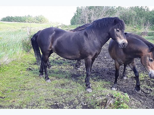 Exmoor Pony Mare 2009