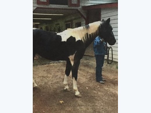 Fantastic American Paint Horse