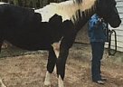 Paint - Horse for Sale in Charlotte, NC 28215