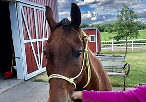 Quarter Horse (Quarter Horse, Gelding) in Roberts, WI