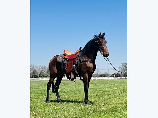 Flashy Field Trial Prospect