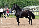 Friesian - Horse for Sale in Red Deer, AB T0M1V0 Friesian - Horse for Sale in Red Deer, AB T0M1V0