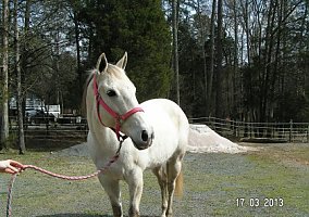 Quarter Horse (Quarter Horse, Mare) in Charlotte, NC