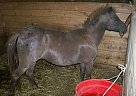 Miniature - Horse for Sale in Gowen, MI 49326 Miniature - Horse for Sale in Gowen, MI 49326