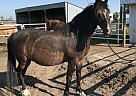 Westie - Gelding in Wetaskiwin, AB Westie - Gelding in Wetaskiwin, AB