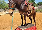 Mule - Horse for Sale in Hico, TX 76457 Mule - Horse for Sale in Hico, TX 76457