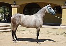 Andalusian - Horse for Sale in Canyon Country, CA 91387