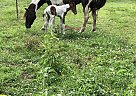 Paso Fino - Horse for Sale in Chickamauga, GA 30707 Paso Fino - Horse for Sale in Chickamauga, GA 30707